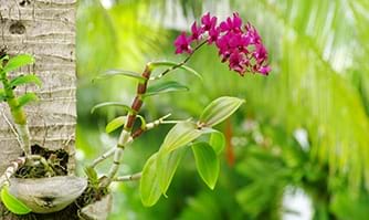 Bilde av orkid&#233;