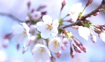 Sakura (someiyoshino) - kirsebærblomst. Foto: Istockphoto.com