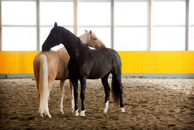 En lysebrun og en svart hest som står tett sammen. Foto: Katrine Sjødin