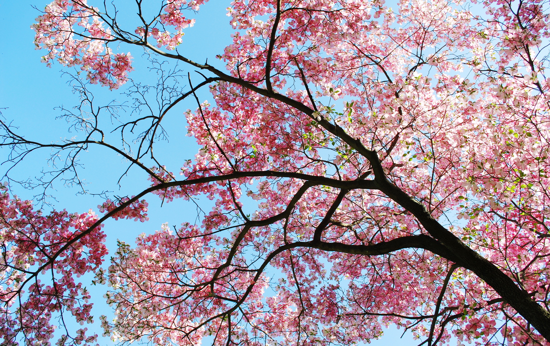 Vårblomster