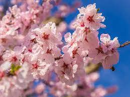 cherry
