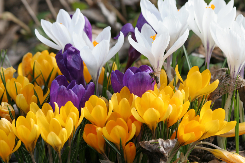 Crocus. Mostphotos: Jolanta Michels-Mayerberg