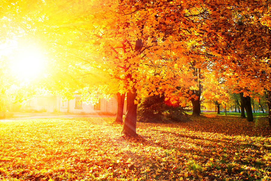 bs-Autumn-Fall-600