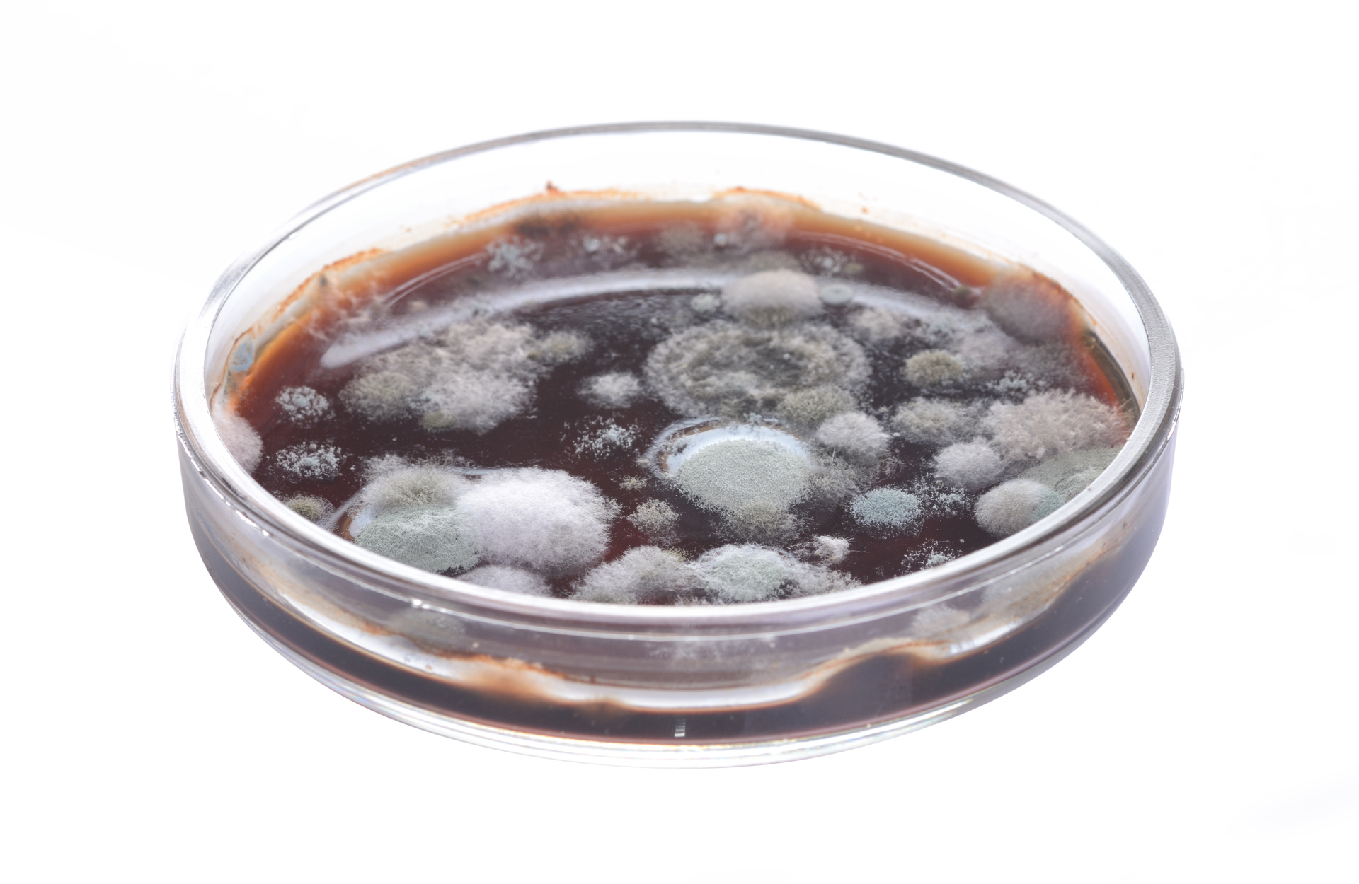 Muggsopp kolonier på agar skål Foto fra colourbox.com