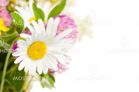 Bilde av en prestekrageblomst