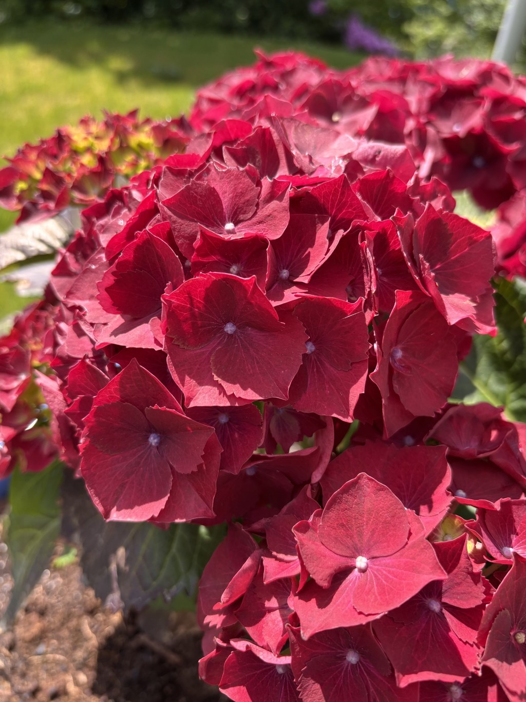 røde blomster