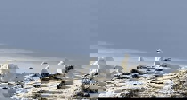 Foto: Paul Olav Røsbø