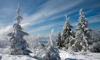 Vinterkledde trær