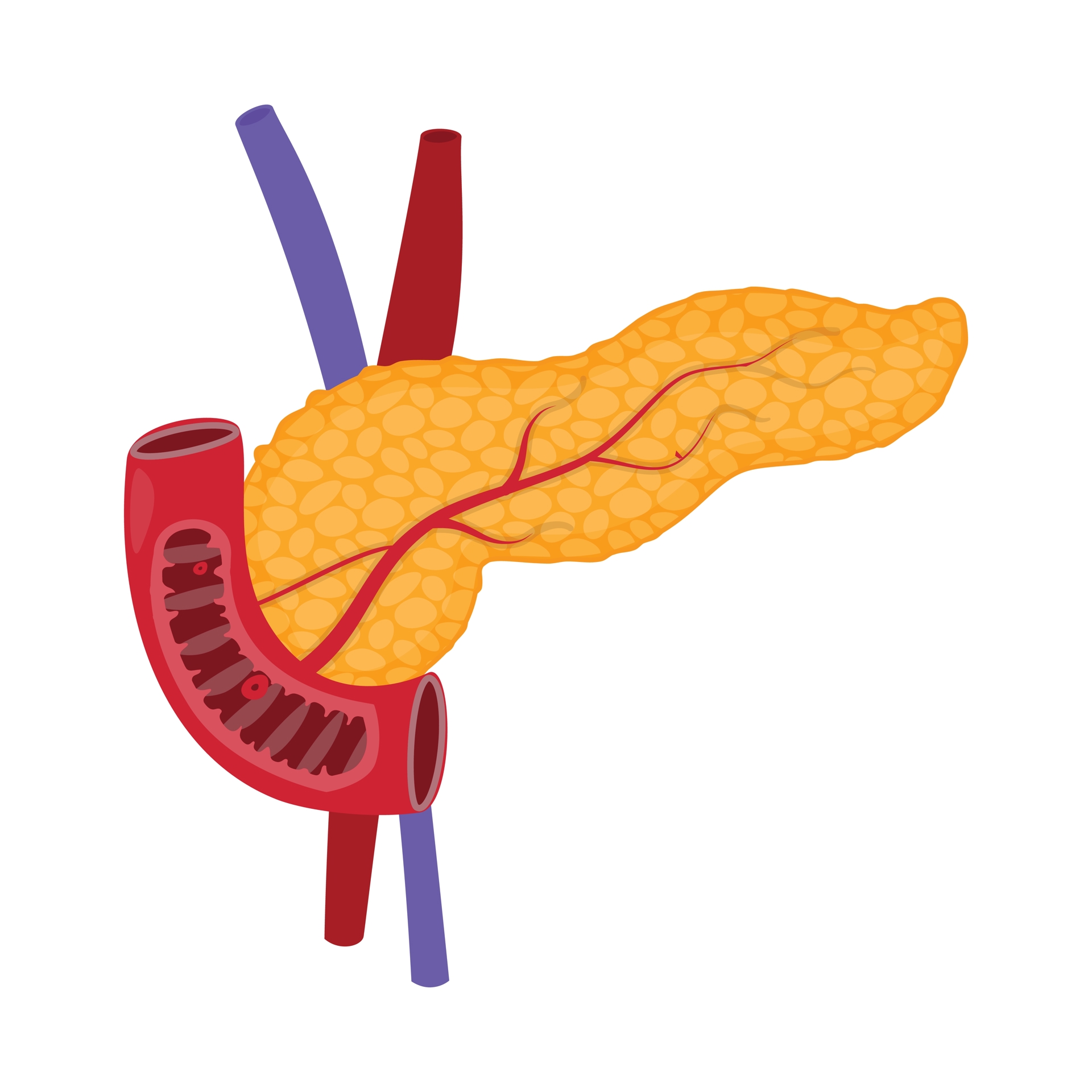 Pancreas Colourbox