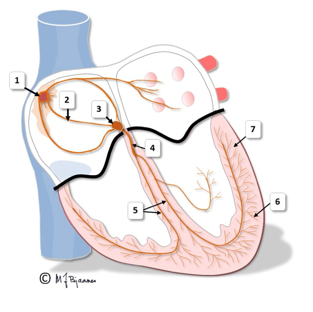 EKG illustrasjon