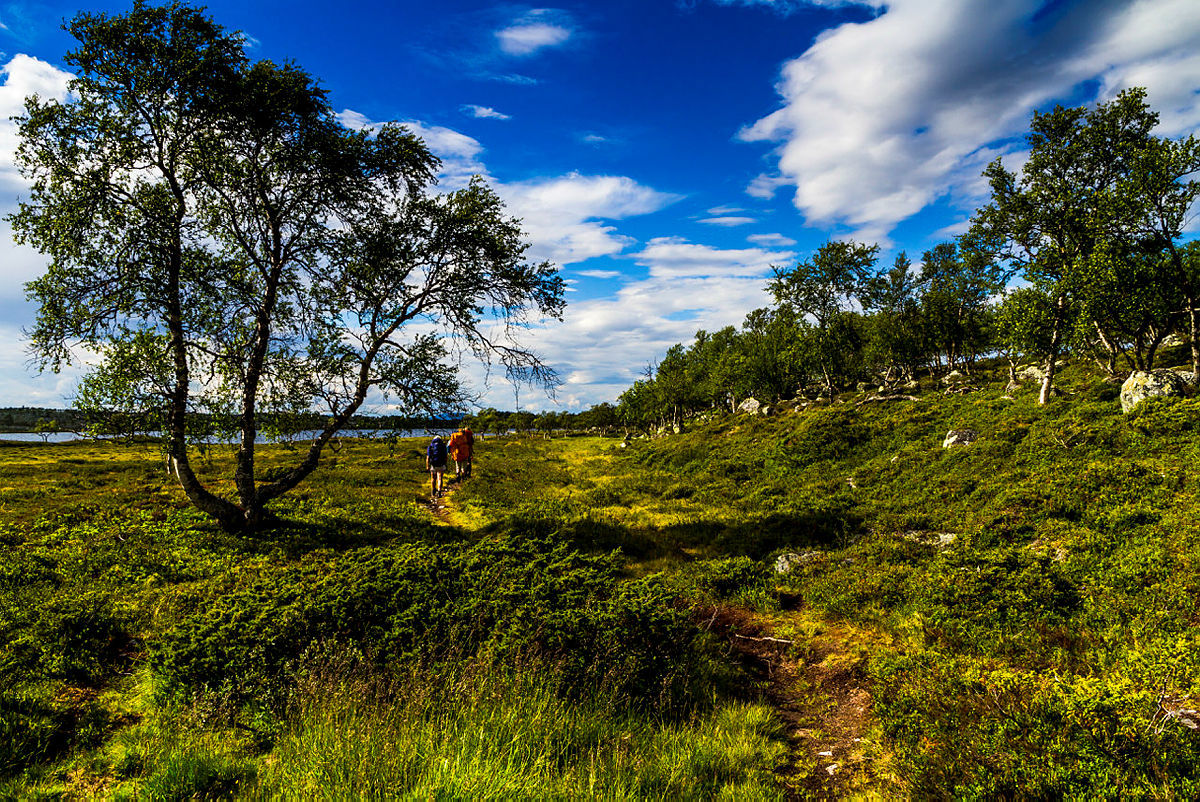 Sommerfjellet