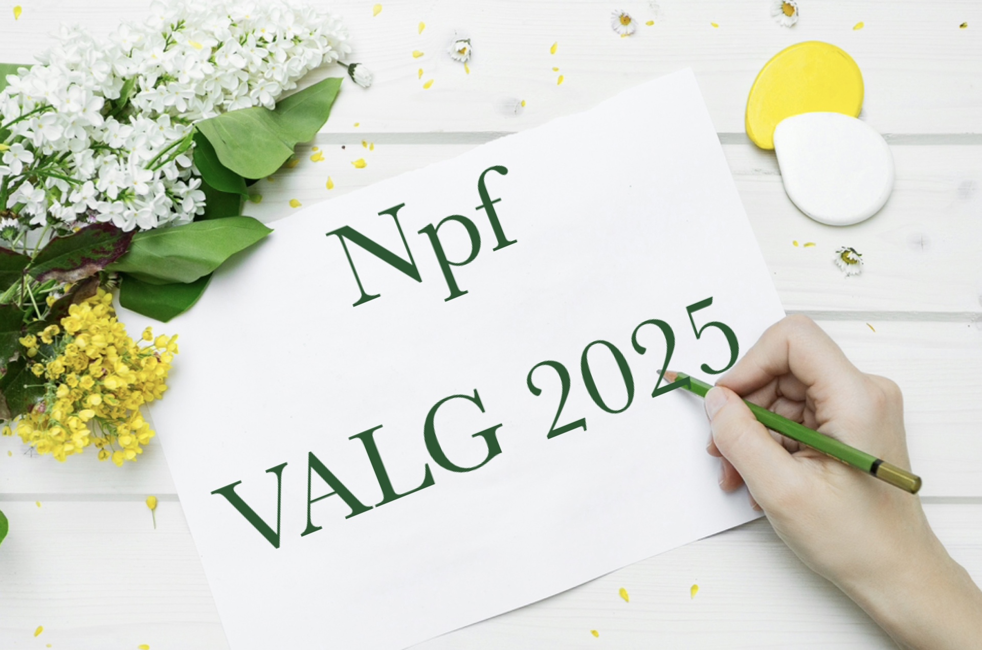 Gule og hvite blomster, grønne blader. Hvitt ark med grønn skrift: Npf. Valg 2025. Hånd med blyant.