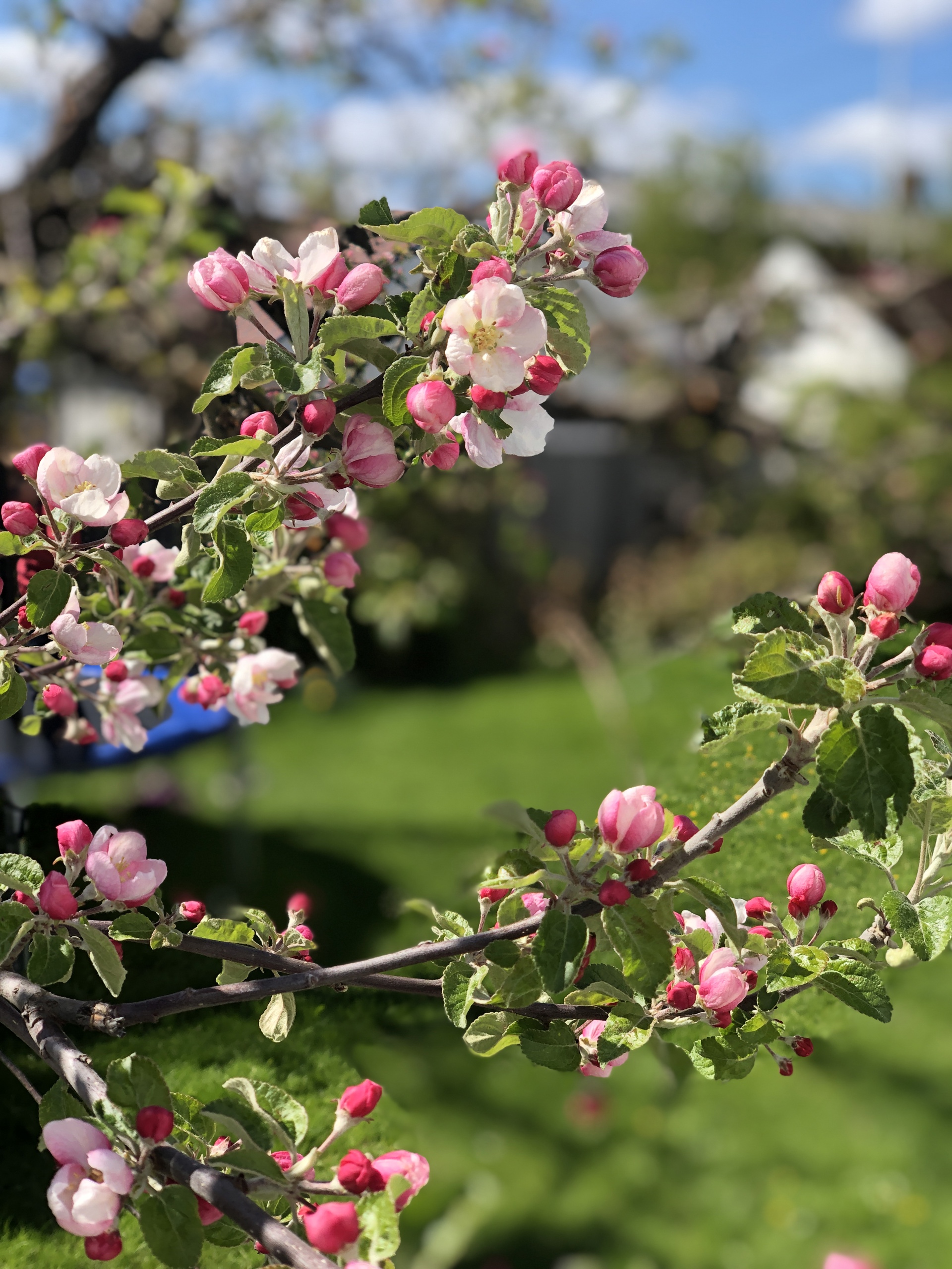 epleblomst