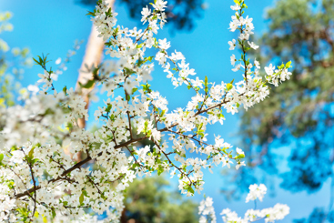 Blomster