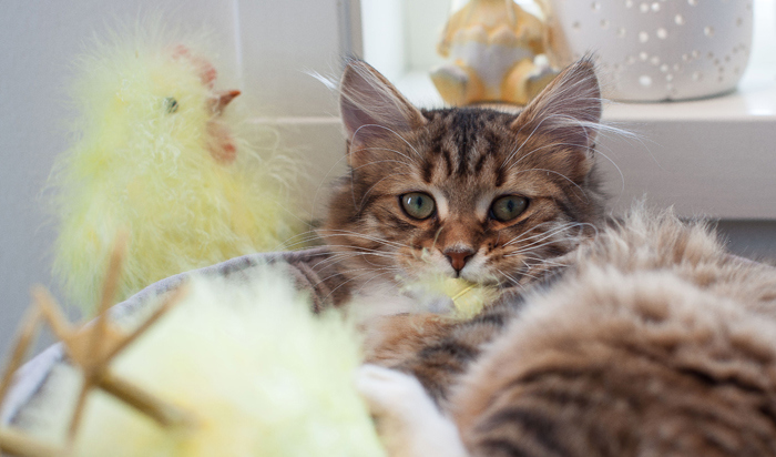 Leder_katt_hoved