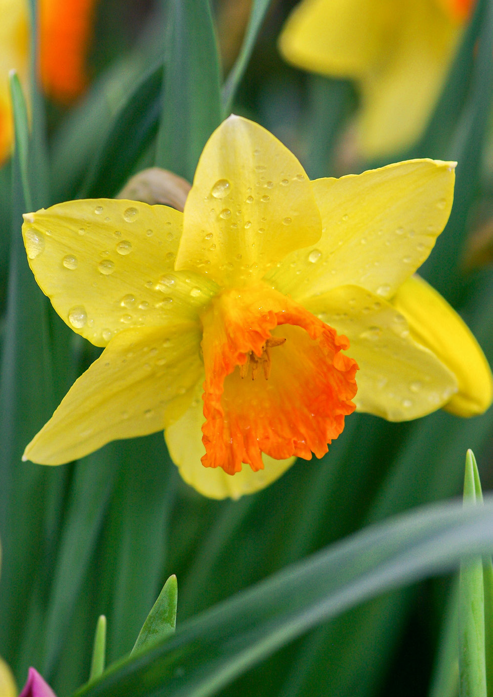 Skjermbilde av forsiden til Legekunsten n1 2026