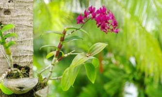 Bilde av orkidé