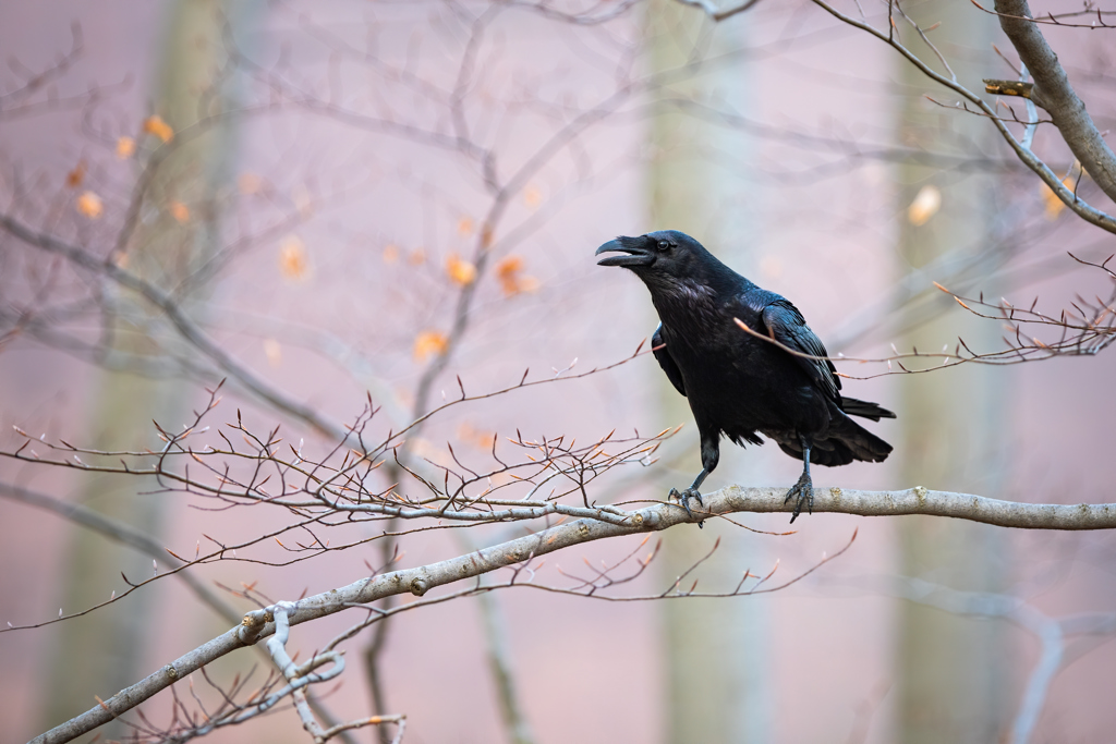 Ravn. Foto: Colourbox.