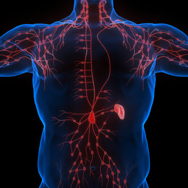 Lymfeknuter i torso, illustrasjon. Foto: Mostphotos/ magicmine