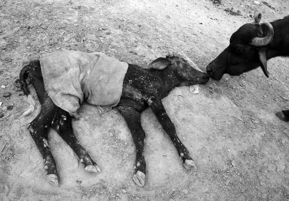 En ku som st&aring;r b&oslash;yd over en d&oslash;d kalv.