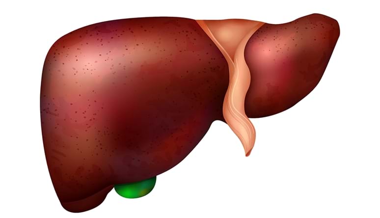 Realistisk leversammensetning av menneskelige indre organer med isolert bilde av sunn lever. Foto: Colourbox.com.