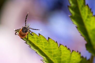 Flått mostphotos.com