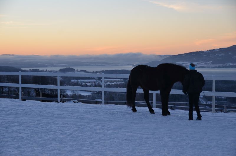 Hest i solnedgang. Foto: Katrine Sjødin