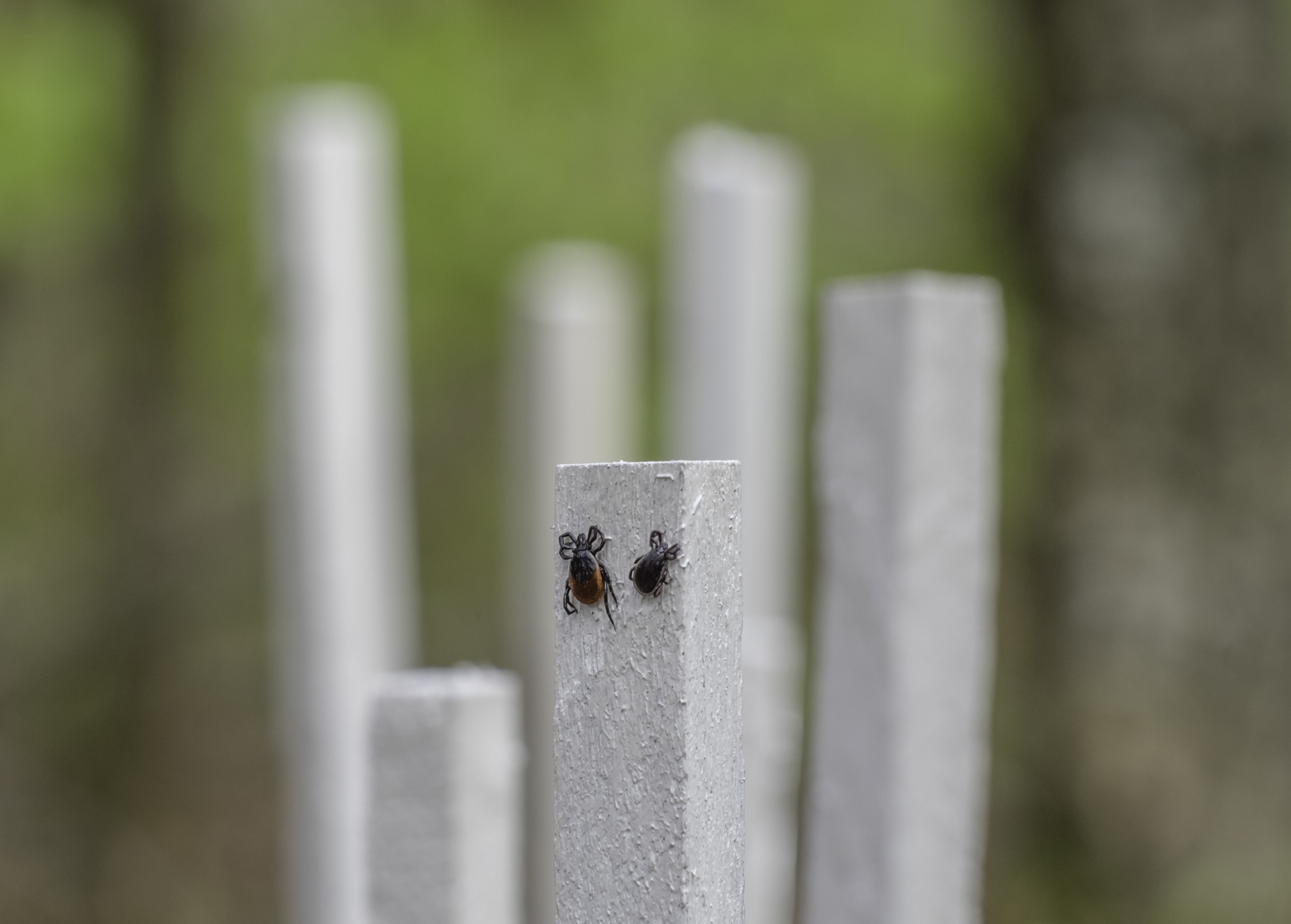 Flåttkurs