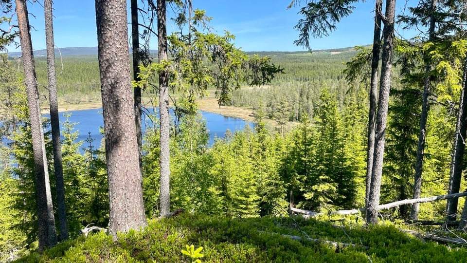 Utkikspunkt over skog og vann med blå himmel i bakgrunnen. Foto: Privat