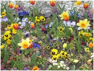 sommerblomster
