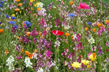 Blomstereng