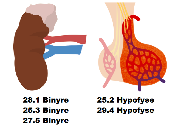 hypofyse og binyre