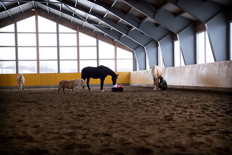 Hester innendørs hesteanlegget på gården. Foto: Katrine Sjødin