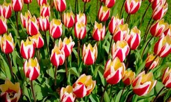 Tulipaner om våren. Foto: Colourbox.